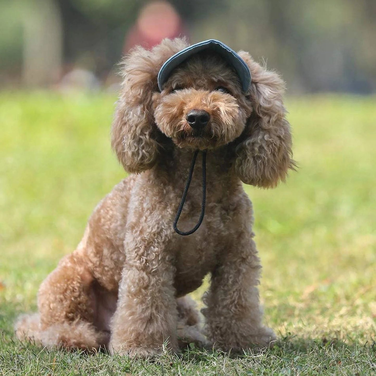 Outdoor Dog Sun Hat – UV Protection Hood for Small & Medium Dogs