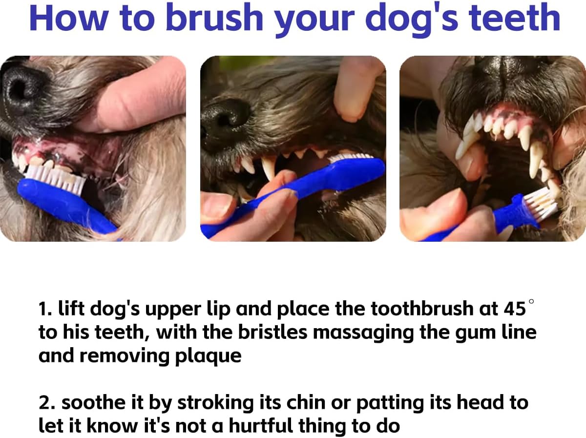 Step-by-step illustration showing how to brush a dog’s teeth at a 45° angle while soothing them.