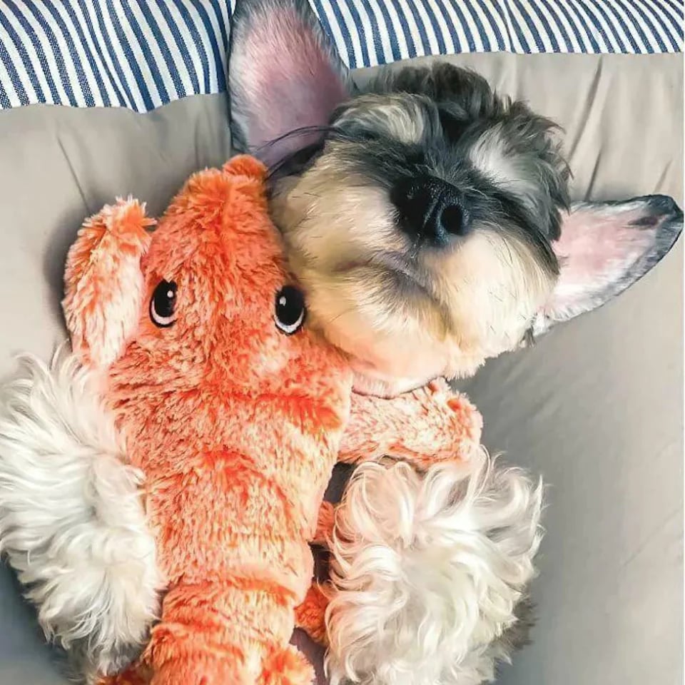 Floppy Lobster Interactive Dog Toy – Moving, Rechargeable & Fun Lobster Toy for Dogs