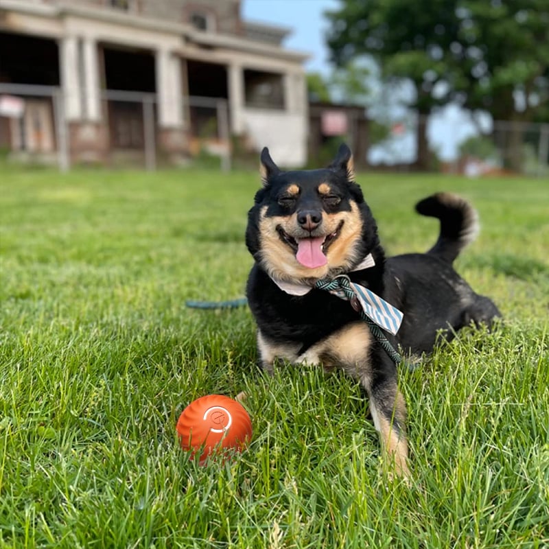 Automatic Bouncing Ball for Dogs – Interactive Motion Toy for Puppies