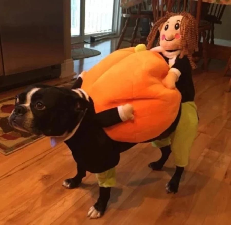 Pumpkin Halloween Costume for Dogs & Cats – Cute Pet Outfit for Trick or Treat Party
