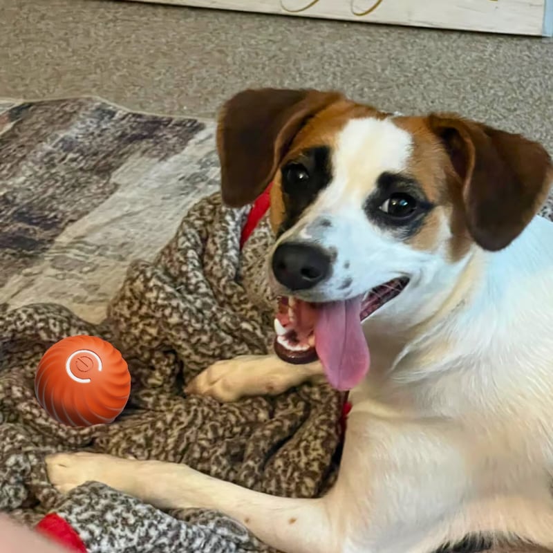 Automatic Bouncing Ball for Dogs – Interactive Motion Toy for Puppies