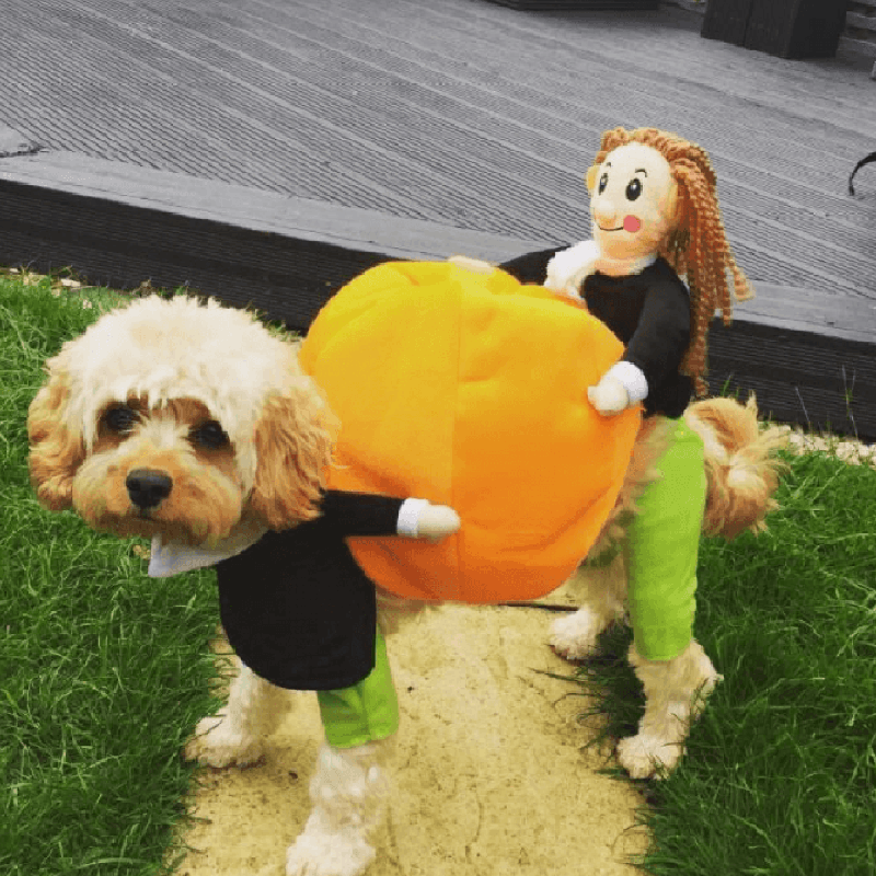 cute pumpkin costume for small dogs