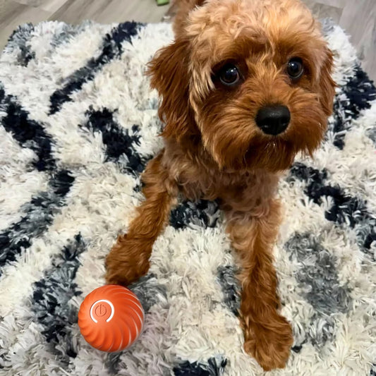 interactive jumping dog toy for puppies